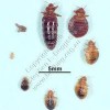 Bed Bug Heat Treatment