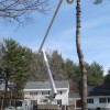 AAA Tree Service