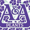 A & A Plants