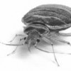 ABC Pest Management Services