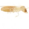 A Bell Termite & Pest Control