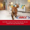 Able Carpet & Rug Cleaning