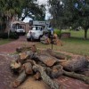 A Budget Tree Service