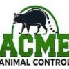 Acme Animal Control