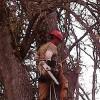 A Cut Above Tree Service