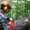 Affordable Tree Service