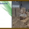 Affordable Stump Removal