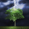 A Force Of Nature Tree Service
