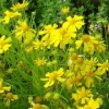 Alford's English Gardens