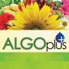 Algoflash