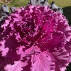 Ali's Organics & Garden Supply