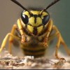 All Florida Bee Removal