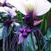 Allied Growers