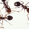 All Seasons Termite & Pest Control