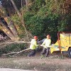 Aiistar Tree Service