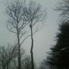 Al Watson TREE Service