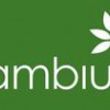 Ambius Phoenix