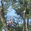 American Arborists Tree Service