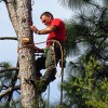 American Tree Surgeons