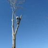 Amigo Tree Services