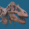 American Museum Of Natural History