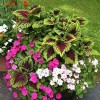 ACE Landscaping