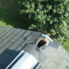 Valley Wildlife Removal