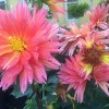 Apenberry's Garden
