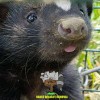 Vance Wildlife Removal