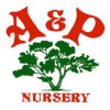 A & P Plant Nurseries & Lawn