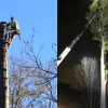 Arbor Ace Tree Service