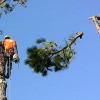 Arbor Tech Tree Service