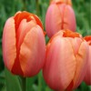 Archer Creek Landscaping