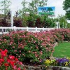 Plant Outlet