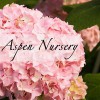 Aspen Nursery