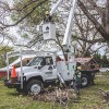 Athens Arborist Tree Care