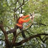 Atlanta Tree Care