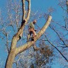 A Top Notch Tree Service