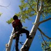 Austin Tree Trimming