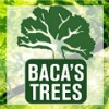 Baca's Trees