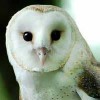 Barn Owl Box