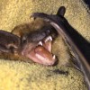 Bat Busters Wildlife