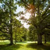 Bay City Tree Service