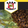 ASAP Bee Removal