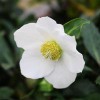 Berry's Greenhouses