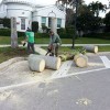 All About Trees Tree Service