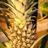 Big Grow Hydroponics