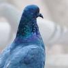 Birds Away-Pigeons Away