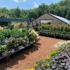 Black Forest Nursery