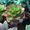 Bloomers Lawn, Garden & More